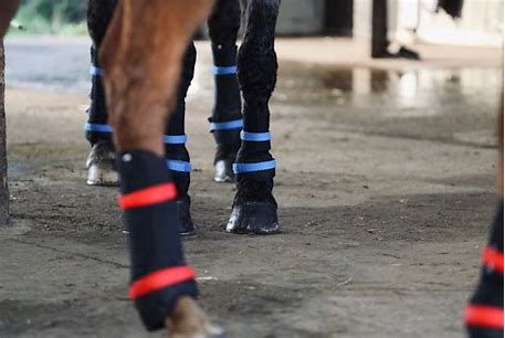 Ethical Boot Strap Re Enforcers by Cheeky Binders (PAIR)